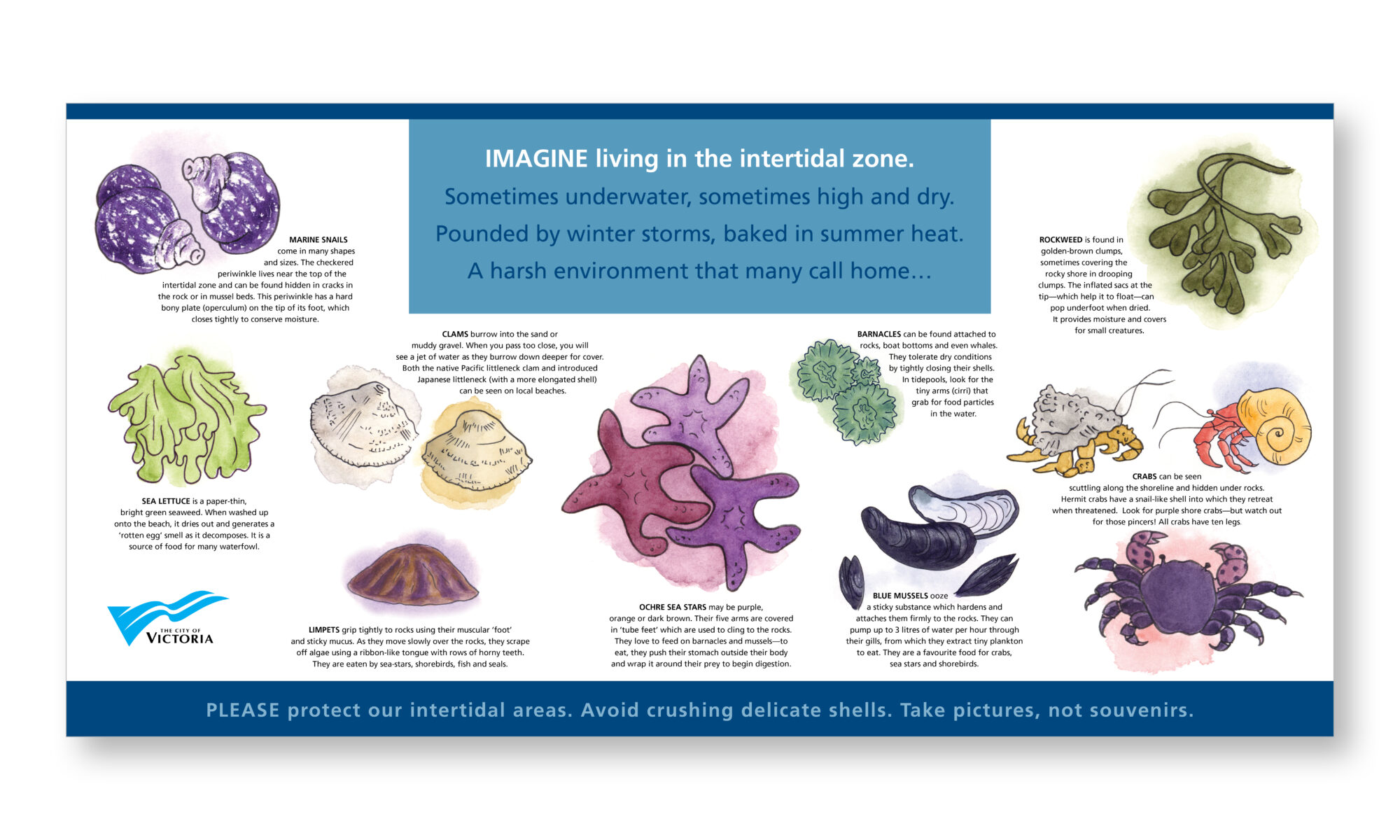 City of Victoria - Intertidal Zone Infographic