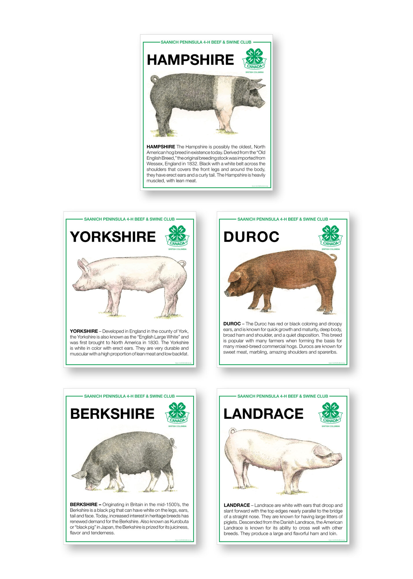 Saanich Peninsula 4-H Beef & Swine Club - Swine Breeds Poster